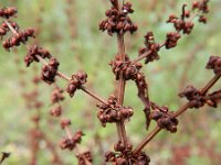 Rumex conglomeratus 5, Kluwenzuring, Saxifraga-Rutger Barendse