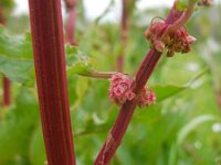 Rumex crispus 10, Krulzuring, Saxifraga-Ed Stikvoort