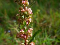 Rumex crispus 3, Krulzuring, Saxifraga-Ed Stikvoort