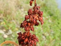 Rumex hydrolapathum 10, Waterzuring, Saxifraga-Rutger Barendse