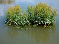 Rumex hydrolapathum 16, Waterzuring, Saxifraga-Ed Stikvoort