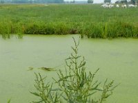 Rumex hydrolapathum 17, Waterzuring, Saxifraga-Ed Stikvoort