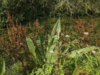 Rumex hydrolapathum 3, Waterzuring, Saxifraga-Jan van der Straaten