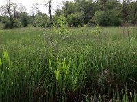 Rumex hydrolapathum 7, Waterzuring, Saxifraga-Hans Boll