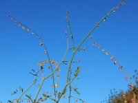 Rumex induratus 2, Saxifraga-Ed Stikvoort