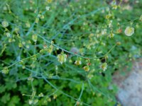 Rumex induratus 6, Saxifraga-Ed Stikvoort