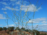 Rumex induratus 8, Saxifraga-Ed Stikvoort