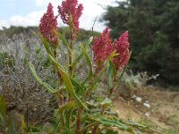 Rumex intermedius 2, Saxifraga-Ed Stikvoort