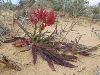 Rumex intermedius 4, Saxifraga-Ed Stikvoort