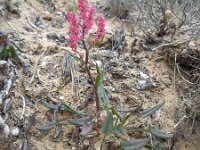 Rumex intermedius 5, Saxifraga-Ed Stikvoort