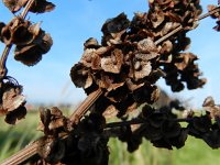 Rumex kerneri 2, Saxifraga-Rutger Barendse