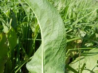 Rumex kerneri 3, Saxifraga-Rutger Barendse