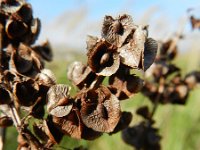 Rumex kerneri 4, Saxifraga-Rutger Barendse