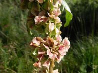 Rumex longifolius 2, Noordse zuring, Saxifraga-Rutger Barendse