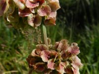 Rumex longifolius 3, Noordse zuring, Saxifraga-Rutger Barendse