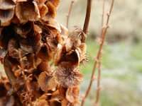 Rumex longifolius 5, Noordse zuring, Saxifraga-Rutger Barendse