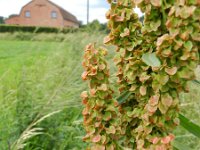 Rumex longifolius 6, Noordse zuring, Saxifraga-Rutger Barendse