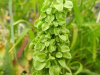 Rumex longifolius 8, Noordse zuring, Saxifraga-Rutger Barendse