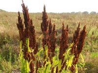 Rumex longifolius 9, Noordse zuring, Saxifraga-Rutger Barendse