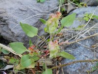 Rumex maderensis 2, Saxifraga-Rutger Barendse