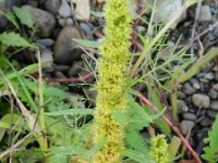 Rumex maritimus 11, Goudzuring, Saxifraga-Rutger Barendse