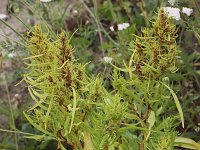 Rumex maritimus 2, Goudzuring, Saxifraga-Peter Meininger