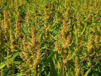 Rumex maritimus 6, Goudzuring, Saxifraga-Ed Stikvoort