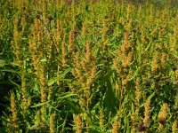 Rumex maritimus 7, Goudzuring, Saxifraga-Ed Stikvoort