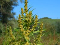 Rumex maritimus 8, Goudzuring, Saxifraga-Ed Stikvoort