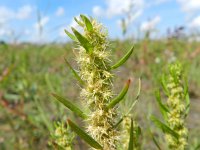 Rumex maritimus ssp fueginus 12, Saxifraga-Rutger Barendse