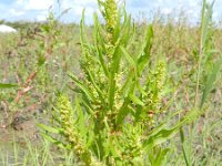 Rumex maritimus ssp fueginus 13, Saxifraga-Rutger Barendse