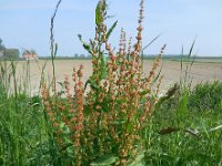 Rumex obtusifolius 16, Ridderzuring, Saxifraga-Ed Stikvoort