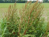 Rumex obtusifolius 17, Ridderzuring, Saxifraga-Ed Stikvoort