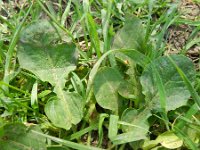 Rumex obtusifolius 19, Saxifraga-Rutger Barendse