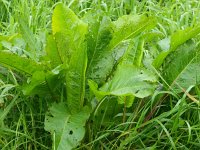 Rumex obtusifolius 4, Ridderzuring, Saxifraga-Rudmer Zwerver