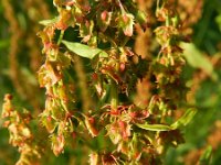 Rumex obtusifolius 8, Ridderzuring, Saxifraga-Rutger Barendse