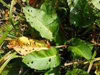 Rumex obtusifolius 9, Ridderzuring, Saxifraga-Rutger Barendse