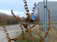 Rumex obtusifolius ssp transiens 14, Saxifraga-Rutger Barendse