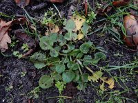 Rumex pulcher 4, Fraaie zuring, Saxifraga-Ed Stikvoort