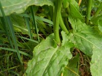 Rumex rugosus 2, Tuinzuring, Saxifraga-Rutger Barendse