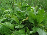 Rumex rugosus 3, Tuinzuring, Saxifraga-Rutger Barendse