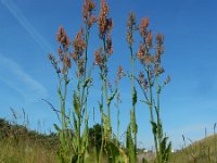 Rumex rugosus 4, Tuinzuring, Saxifraga-Ed Stikvoort