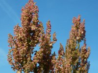 Rumex rugosus 5, Tuinzuring, Saxifraga-Ed Stikvoort