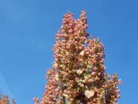 Rumex rugosus 6, Tuinzuring, Saxifraga-Ed Stikvoort