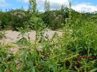 Rumex salicifolius 4, Wilgzuring, Saxifraga-Ed Stikvoort