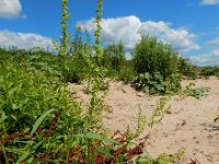 Rumex salicifolius 5, Wilgzuring, Saxifraga-Ed Stikvoort