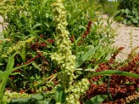 Rumex salicifolius 6, Wilgzuring, Saxifraga-Ed Stikvoort