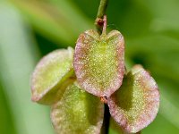 Rumex scutatus 13, Spaanze zuring, Saxifraga-Sonja Bouwman  Rumex scutatus - Spaanse zuring - Polygonacaea familie