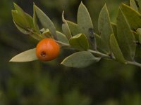 Ruscus aculeatus 10, Stekelige muizendoorn, Saxifraga-Willem van Kruijsbergen