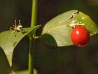 Ruscus aculeatus 11, Stekelige muizendoorn, Saxifraga-Jan van der Straaten